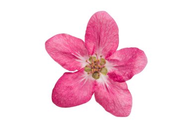 Beyaz arka plan üzerinde izole elma ağacının çiçekleri