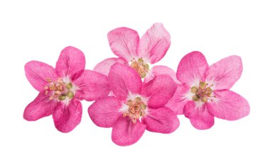 Beyaz arka plan üzerinde izole elma ağacının çiçekleri