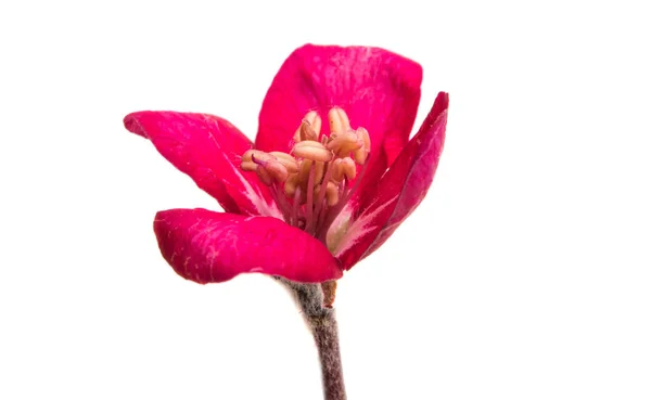 Blumen Des Apfelbaums Isoliert Auf Weißem Hintergrund — Stockfoto