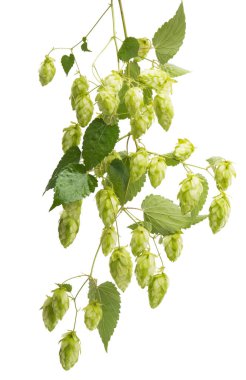 sekme konileri beyaz arkaplanda izole