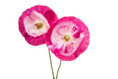 Beyaz arka plan üzerinde izole güzel haşhaş çiçekleri