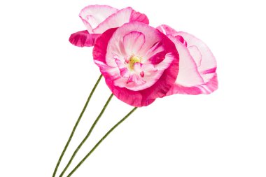 Beyaz arka plan üzerinde izole güzel haşhaş çiçekleri