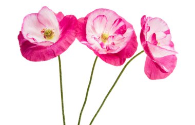 Beyaz arka plan üzerinde izole güzel haşhaş çiçekleri