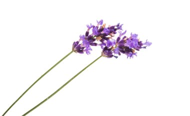 Beyaz arkaplanda lavanta çiçekleri izole