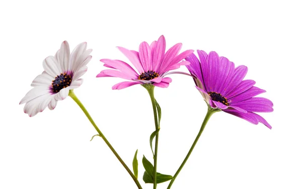 Osteosperumum Flower Daisy Isolated White Background Macro Closeup — Stock Photo, Image