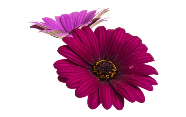 Osteosperumum Flower Daisy Isolated White Background Macro Closeup — Stock Photo, Image