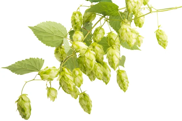 Cônes Houblon Isolés Sur Fond Blanc — Photo