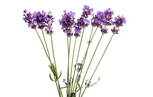 Flores Lavanda Aisladas Sobre Fondo Blanco — Foto de Stock