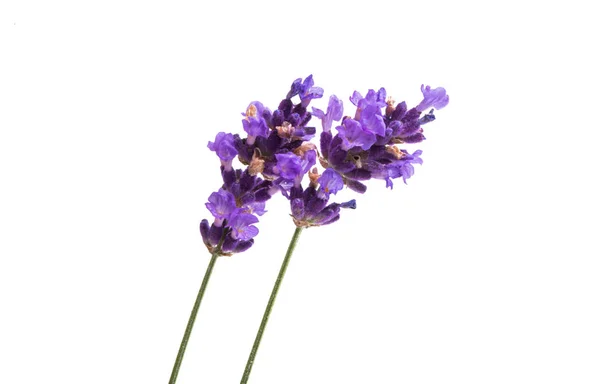 Lavender Flowers Isolated White Background — Stock Photo, Image
