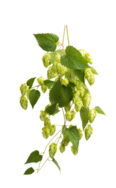 Cônes Houblon Isolés Sur Fond Blanc — Photo