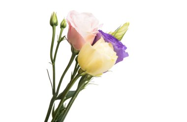 Beyaz arka plan üzerinde izole eustoma