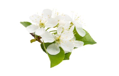 beyaz arkaplanda izole kiraz çiçekleri