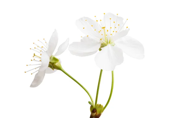 在白色背景上隔离的樱花 — 图库照片