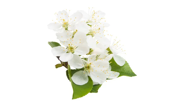 Flores Cereja Isolado Fundo Branco — Fotografia de Stock
