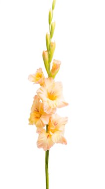 Beyaz arka plan üzerinde izole Glayöl çiçek