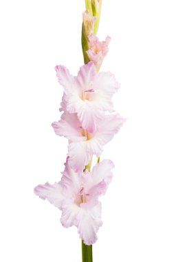 Beyaz arka plan üzerinde izole Glayöl çiçek