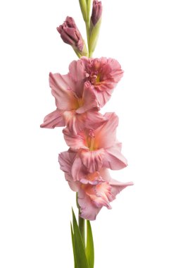 Beyaz arka plan üzerinde izole Glayöl çiçek