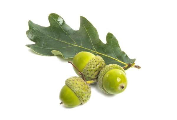 Acorns Isolated White Background — Stock Photo, Image