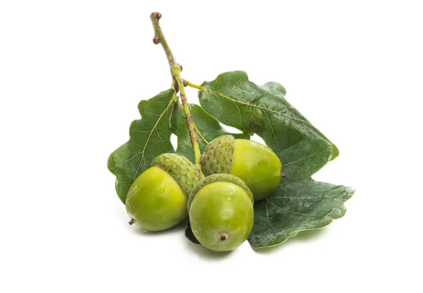 Acorns Isolated White Background — Stock Photo, Image