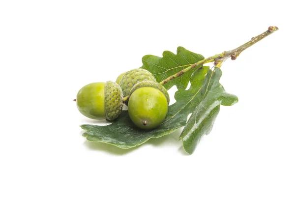 Acorns Isolated White Background — Stock Photo, Image