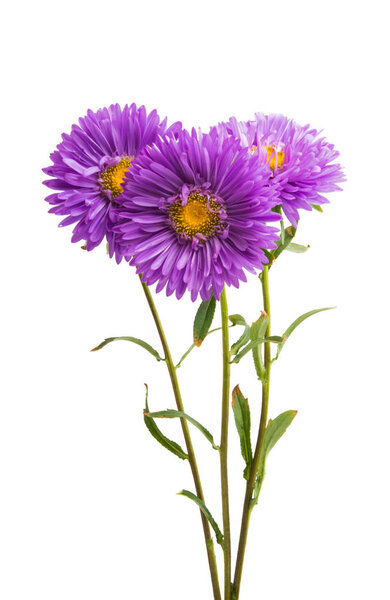 flower lilac asters isolated on white background
