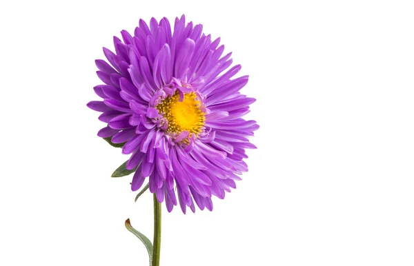 Flower Lilac Asters Isolated White Background — Stock Photo, Image