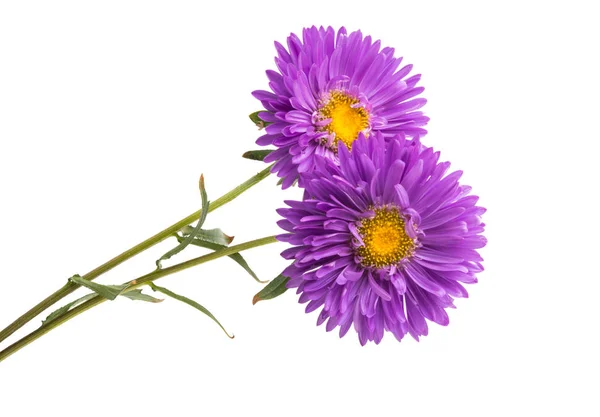 Lila Bloem Asters Geïsoleerd Witte Achtergrond — Stockfoto