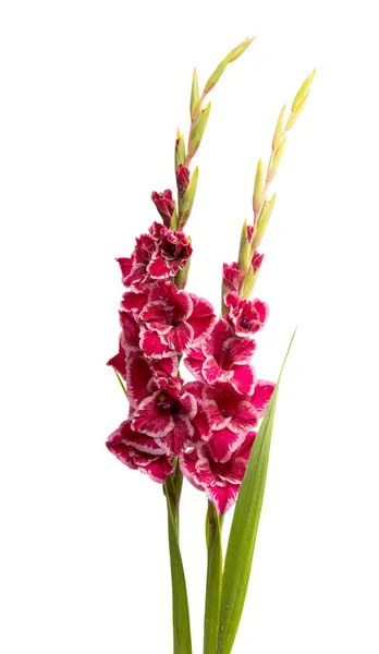 Gladiolus Flor Isolada Fundo Branco — Fotografia de Stock