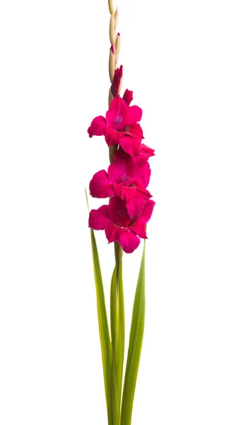 Gladiolus Blomst Isoleret Hvid Baggrund - Stock-foto