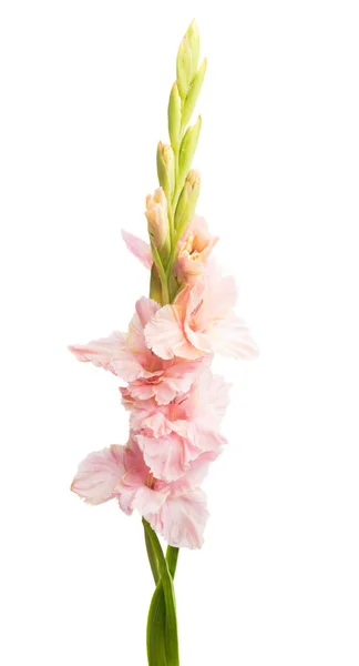 Gladiolus Blomma Isolerad Vit Bakgrund — Stockfoto