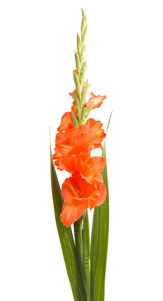 Gladiolus Blomma Isolerad Vit Bakgrund — Stockfoto