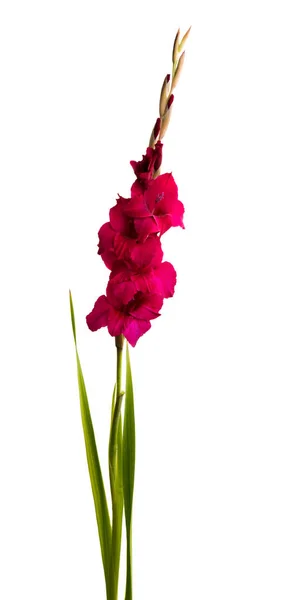 Gladiolus Flor Isolada Fundo Branco — Fotografia de Stock