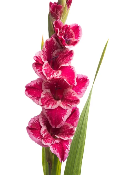 Gladiolus ดอกไม แยกก นบนพ นหล ขาว — ภาพถ่ายสต็อก