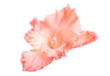 Gladiolus beyaz arkaplanda izole edildi