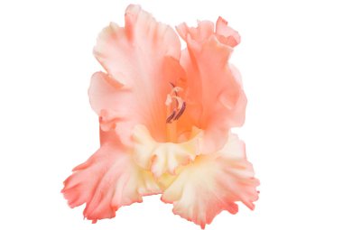 Gladiolus beyaz arkaplanda izole edildi