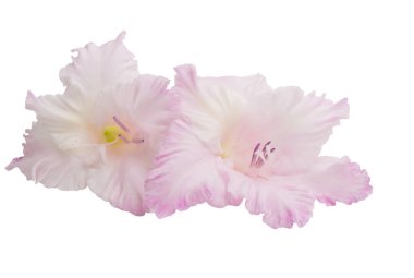 Gladiolus beyaz arkaplanda izole edildi