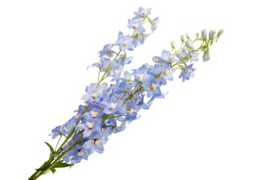 delphinium isolated on white background clipart