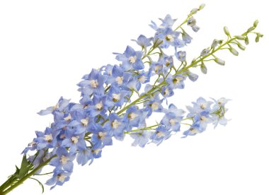 Delphinium beyaz arkaplanda izole edildi