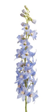 Delphinium beyaz arkaplanda izole edildi