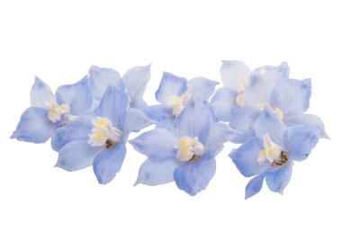 Delphinium beyaz arkaplanda izole edildi