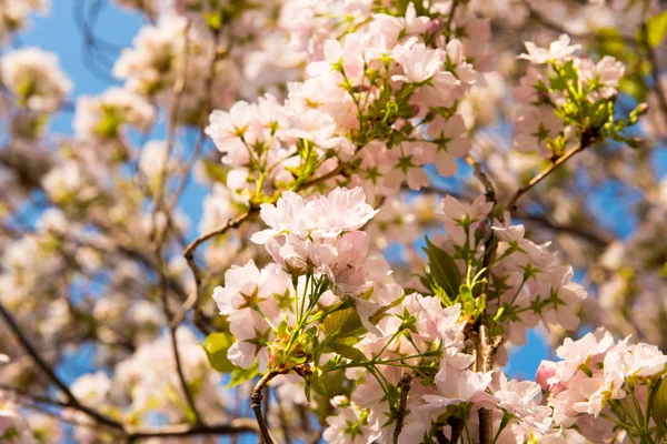 Tree Cherry Blossoms Spring — Stock Photo, Image