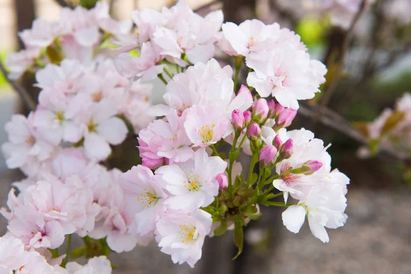 Árbol Flores Cerezo Primavera — Foto de Stock