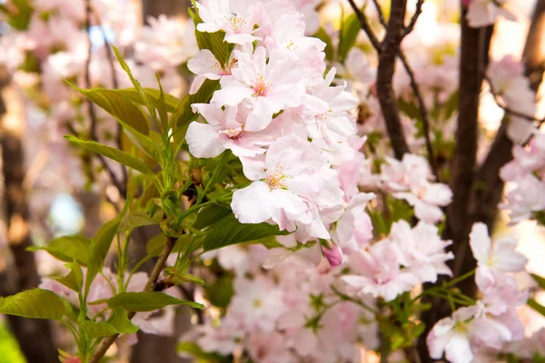 Árbol Flores Cerezo Primavera — Foto de Stock