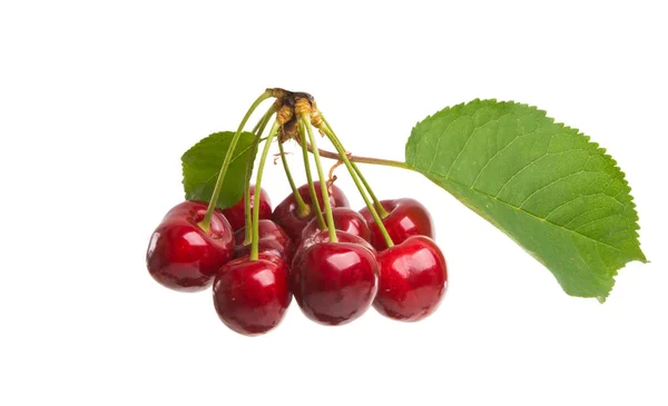 Cherries Isolated White Background — Stock Photo, Image