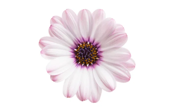 Osteosperumum Flower Marguerite Isolée Sur Fond Blanc Macro Gros Plan — Photo