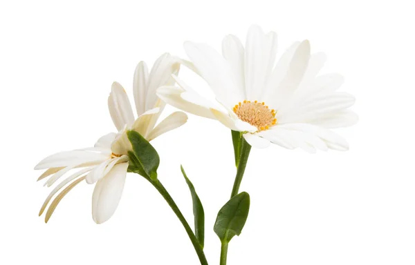 Osteosperum Flor Margarida Isolado Fundo Branco Macro Closeup — Fotografia de Stock