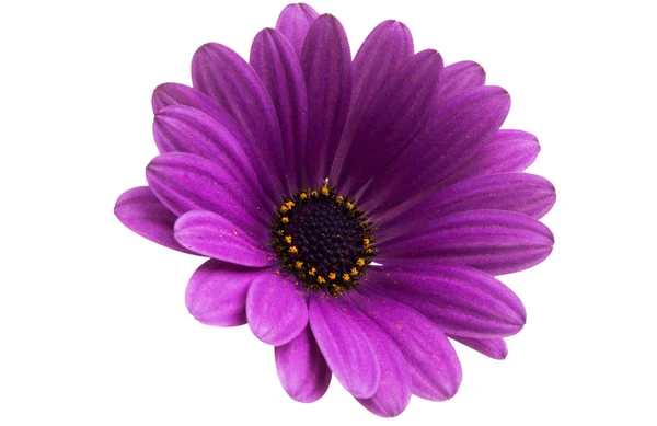 Osteosperumum Blomma Daisy Isolerad Vit Bakgrund Makro Närbild — Stockfoto