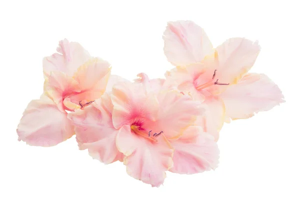 Gladiolus Isolated White Background — Stock Photo, Image