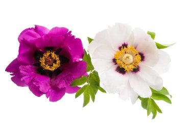 Beyaz arka plan üzerinde izole Şakayık çiçekleri