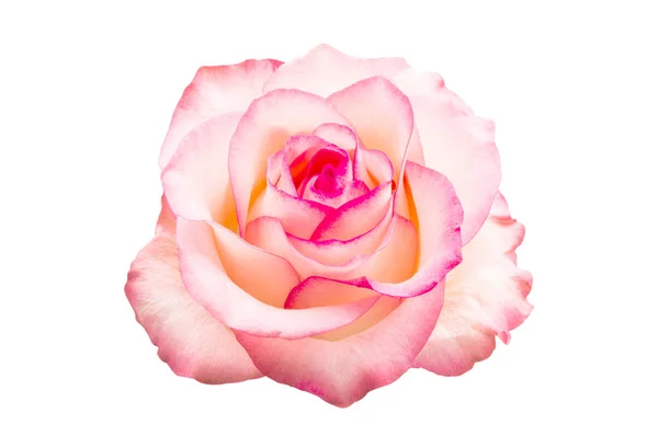 Vaaleanpunainen Ruusu Eristetty Valkoisella Taustalla — kuvapankkivalokuva